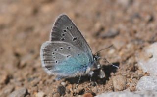 okgzl Diana Mavisi (Polyommatus diana)