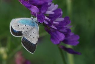 okgzl Diana Mavisi (Polyommatus diana)