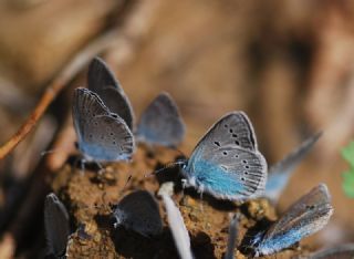okgzl Diana Mavisi (Polyommatus diana)