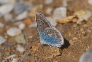 okgzl Diana Mavisi (Polyommatus diana)