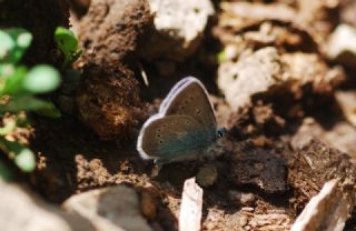 okgzl Diana Mavisi (Polyommatus diana)