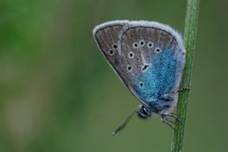 okgzl Diana Mavisi (Polyommatus diana)