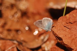 okgzl Diana Mavisi (Polyommatus diana)