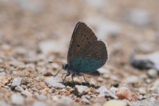 okgzl Diana Mavisi (Polyommatus diana)