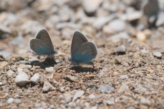 okgzl Diana Mavisi (Polyommatus diana)