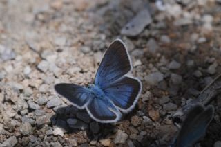 okgzl Diana Mavisi (Polyommatus diana)