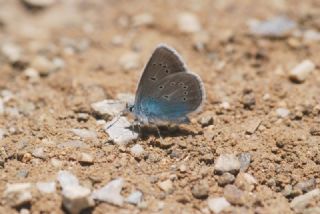 okgzl Diana Mavisi (Polyommatus diana)