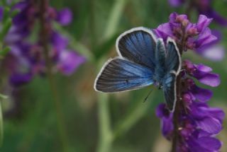 okgzl Diana Mavisi (Polyommatus diana)