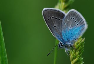 okgzl Diana Mavisi (Polyommatus diana)
