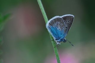 okgzl Diana Mavisi (Polyommatus diana)