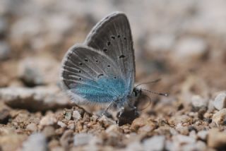 okgzl Diana Mavisi (Polyommatus diana)