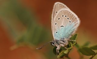 okgzl Diana Mavisi (Polyommatus diana)