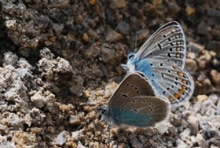 okgzl Diana Mavisi (Polyommatus diana)