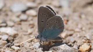 okgzl Diana Mavisi (Polyommatus diana)