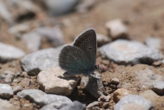 okgzl Diana Mavisi (Polyommatus diana)