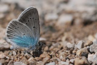 okgzl Diana Mavisi (Polyommatus diana)