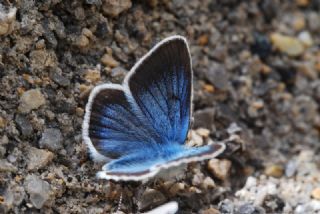 okgzl Diana Mavisi (Polyommatus diana)