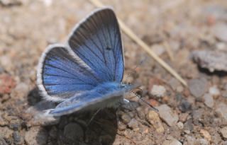 okgzl Diana Mavisi (Polyommatus diana)