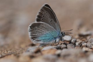 okgzl Diana Mavisi (Polyommatus diana)