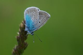 okgzl Diana Mavisi (Polyommatus diana)