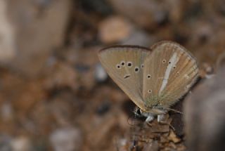 Erivan Anormal okgzls (Polyommatus eriwanensis)