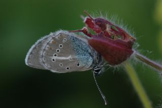 okgzl Geranium Mavisi (Polyommatus eumedon)