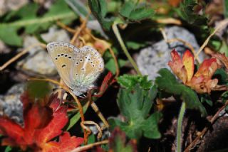 okgzl Geranium Mavisi (Polyommatus eumedon)