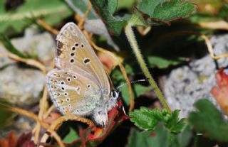 okgzl Geranium Mavisi (Aricia eumedon)