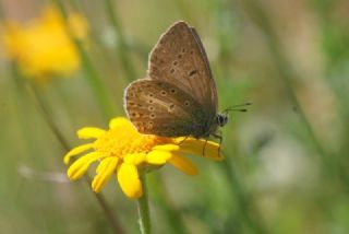 okgzl Geranium Mavisi (Aricia eumedon)