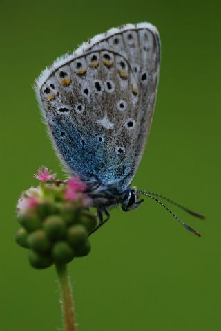 okgzl Gk Mavisi (Polyommatus bellargus)