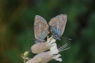 okgzl Geranium Mavisi (Aricia eumedon)