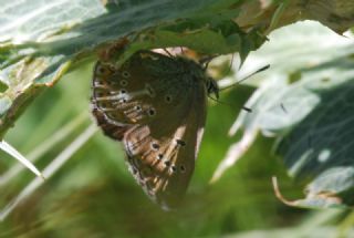 okgzl Geranium Mavisi (Polyommatus eumedon)