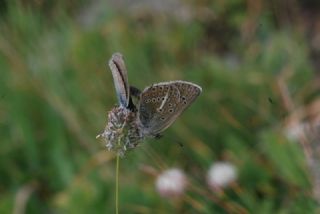 okgzl Geranium Mavisi (Polyommatus eumedon)