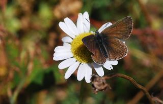 �okg�zl� Geranium Mavisi&nbsp;(Aricia&nbsp;eumedon)