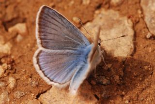 okgzl figenya (Polyommatus iphigenia)