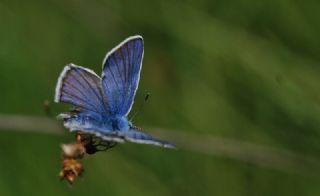 okgzl figenya (Polyommatus iphigenia)