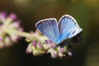 okgzl figenya (Polyommatus iphigenia)