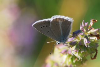 okgzl figenya (Polyommatus iphigenia)