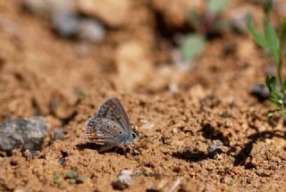 �okg�zl� G�m�� Mavi&nbsp;(Albulina&nbsp;loewii)