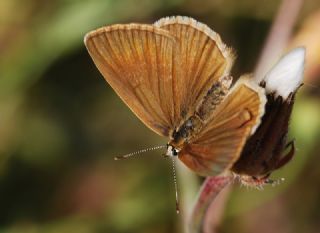 okgzl Amasya Esmeri (Polyommatus mithridates)