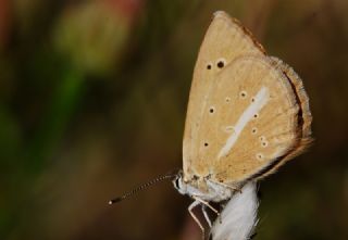 okgzl Amasya Esmeri (Polyommatus mithridates)