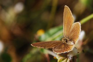 okgzl Amasya Esmeri (Polyommatus mithridates)