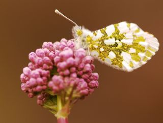 Turuncu Ssl (Anthocharis cardamines)