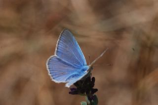 okgzl Poseydon Mavisi (Polyommatus poseidon)