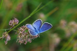 �okg�zl� T�rk Mavisi&nbsp;(Polyommatus&nbsp;turcicus)