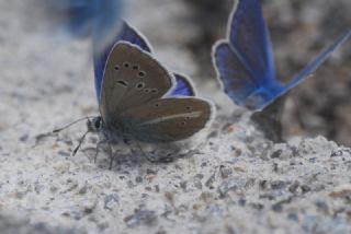 okgzl Trk Mavisi (Polyommatus turcicus)