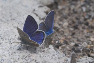 okgzl Trk Mavisi (Polyommatus turcicus)