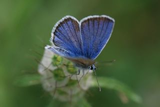 okgzl Trk Mavisi (Polyommatus turcicus)