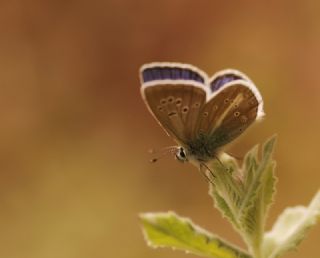 okgzl Trk Mavisi (Polyommatus turcicus)