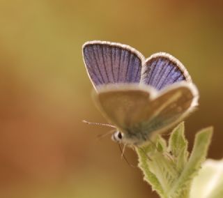 okgzl Trk Mavisi (Polyommatus turcicus)